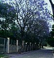 Calle florida