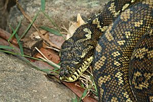 Archivo:Carpet Python in Lamington National Park, Queensland, Australia