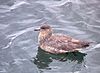 Catharacta chilensis (Chilean Skua).jpg