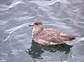 Catharacta chilensis (Chilean Skua)