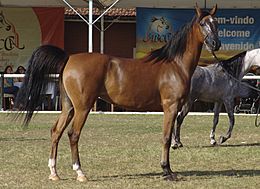 Archivo:Cavalo Arabe REFON