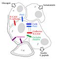 Cel Beta Adhesion