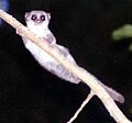 Cheirogaleus-medius