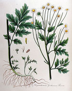 Archivo:Chrysanthemum parthenium — Flora Batava — Volume v10