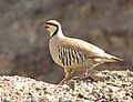 Chukar Partridge Leh