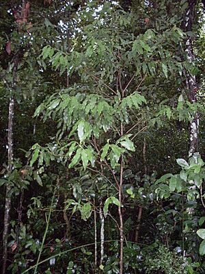 Archivo:Cinnamomum oliveri - juvenile Foxground