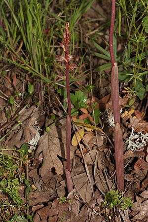Archivo:Corallorhiza striata 3765