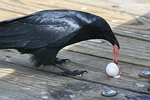 Archivo:Corvus ossifragus and egg