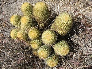 Archivo:Coryphantha erecta (5740346777)