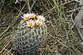 Coryphantha potosiana 4