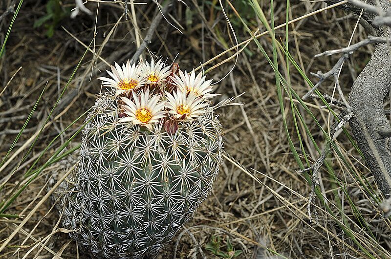 Coryphantha potosiana 4
