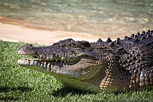 Crocodylus Porosus (Saltwater Crocodile).jpg