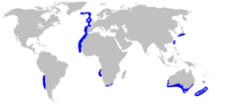 Distribución de la especie (en azul)