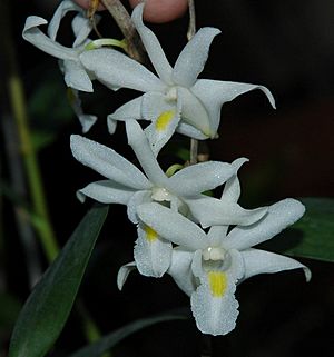 Dendrobium crumenatum 4.jpg