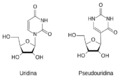 DiferenceBetweenUridine-PseudouridineES