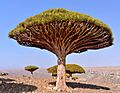 Dracaena cinnabari (34924435216)