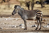 Archivo:Equus zebra hartmannae - Etosha 2015