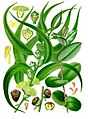 Eucalyptus globulus - Köhler–s Medizinal-Pflanzen-147