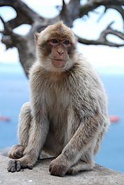 Archivo:Flickr - Michael Gwyther-Jones - Monkey (3)