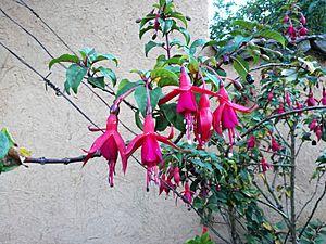 Archivo:Flor del jardí del museu de Leimebamba02