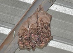 Fraternal fruit-eating bat Artibeus fraterculus roosting.jpg