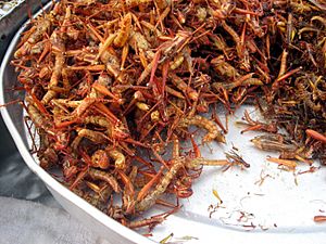 Archivo:Fried grasshoppers in Bangkok