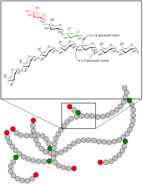 Glycogen