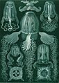 Haeckel Cubomedusae