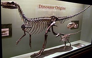 Archivo:Herrerasaurusskeleton