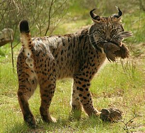 Archivo:Iberian Lynx eating bird