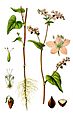 Illustration Fagopyrum esculentum0 clean