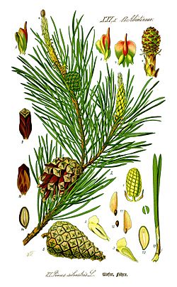 Illustration Pinus sylvestris0 new.jpg