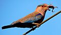 Indian Roller Eating Indian Red Scorpion