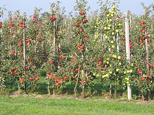 Archivo:Intensive apple orchard