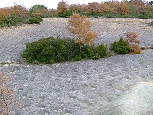 Archivo:Isona i Conca Dellà. Isona. Mare de Déu de la Posa. Jaciment cretaci 2