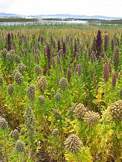 Archivo:Landscape with Chenopodium quinoa Cachilaya Bolivia Lake Titicaca