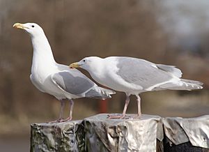 Archivo:Larous glaucescens - glaucous-winged gull on Fraser River
