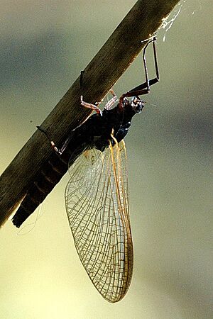 Archivo:Leptophlebia.marginata.subimago