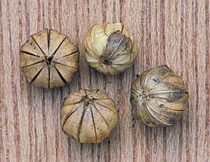 Archivo:Linum usitatissimum seed capsules, vlaszaaddozen