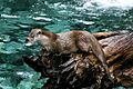 Loutre des pyrenees baronnies 2004