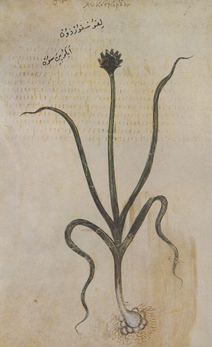 Archivo:Lukoskordon 208v Dioscoride Vienne