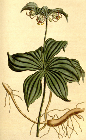 Archivo:Medeola virginiana