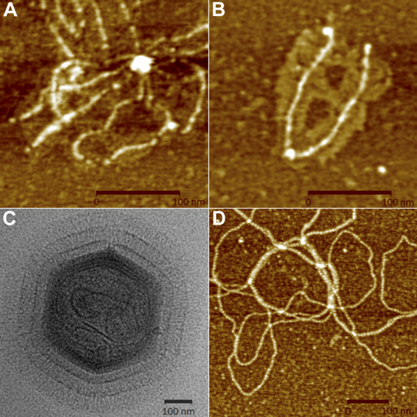 Mimivirus fibers - journal.pbio.1000092.g007