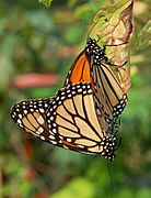 Monarch Butterfly Danaus plexippus Mating Vertical 1800px