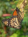 Monarch Butterfly Danaus plexippus Mating Vertical 1800px