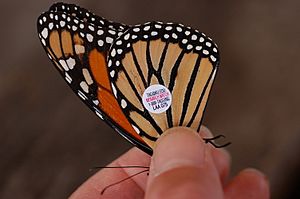 Archivo:Monarch Butterfly Danaus plexippus Tagged Closeup 3008px