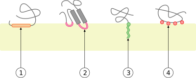Archivo:Monotopic membrane protein