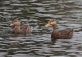 Archivo:Mottled duck pair