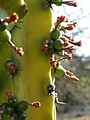 Myrtillocactus geometrizans (5781176797)