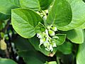 Paliavana prasinata - Denver Botanic Gardens - DSC00951
